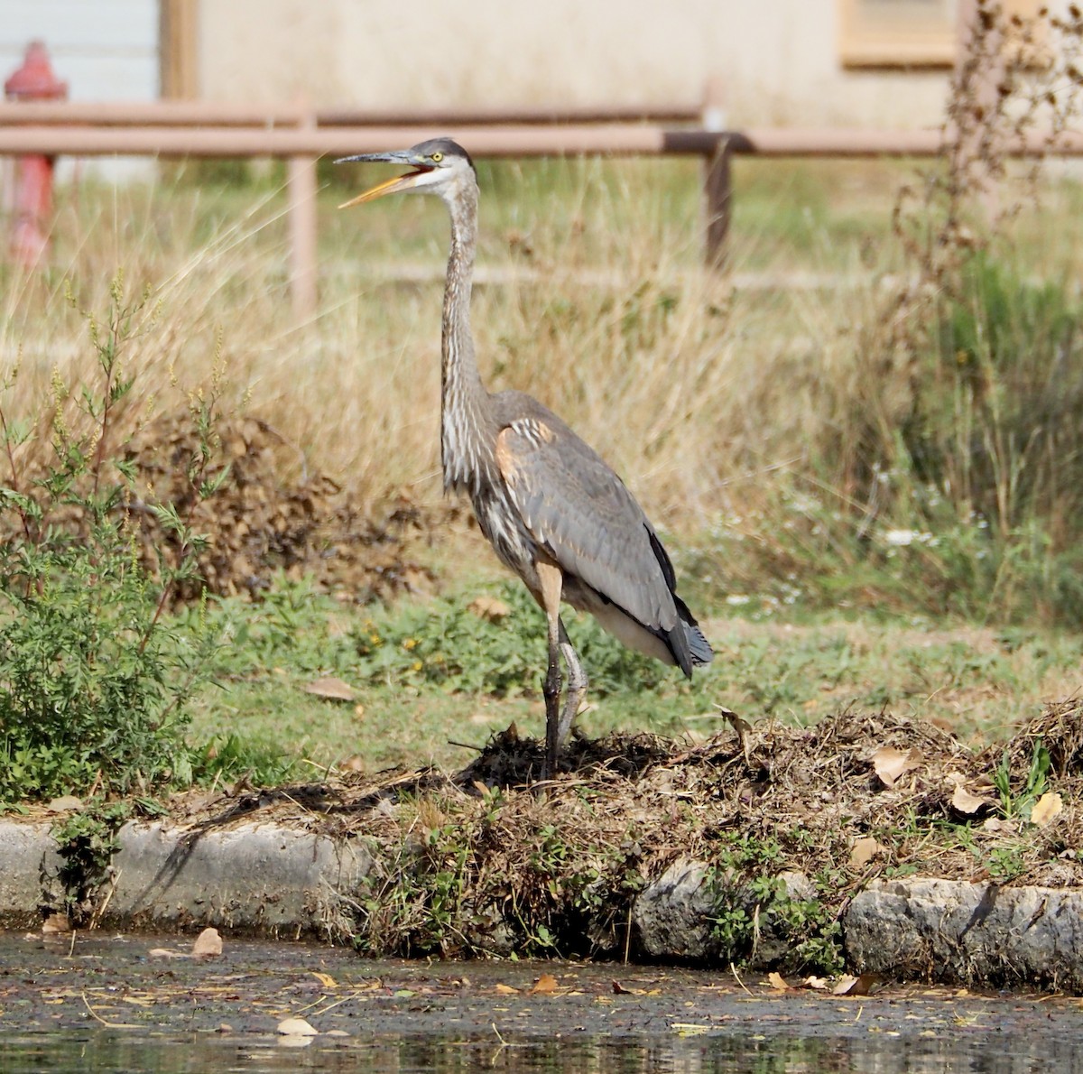 Great Blue Heron - Bob Nieman