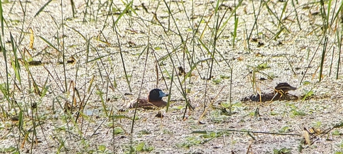 Masked Duck - ML625183183