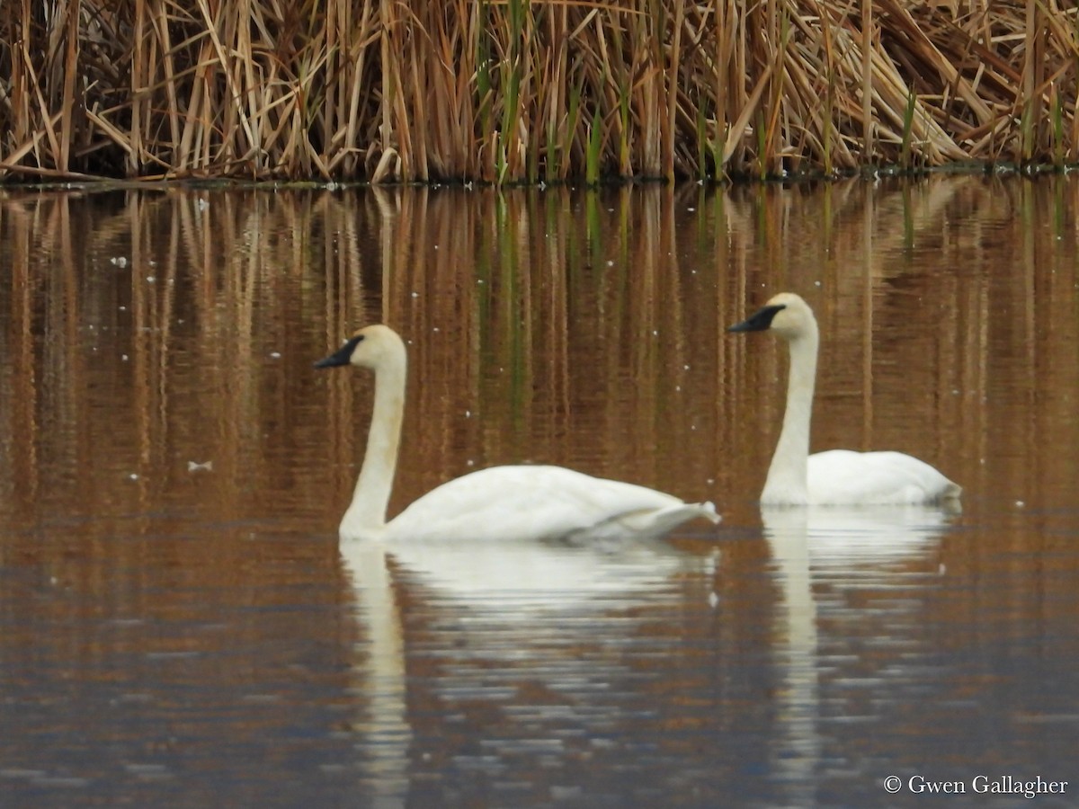 Trumpeter Swan - ML625183341