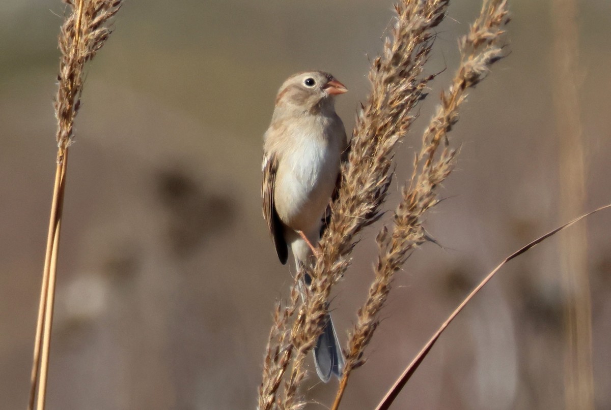 Field Sparrow - ML625183359