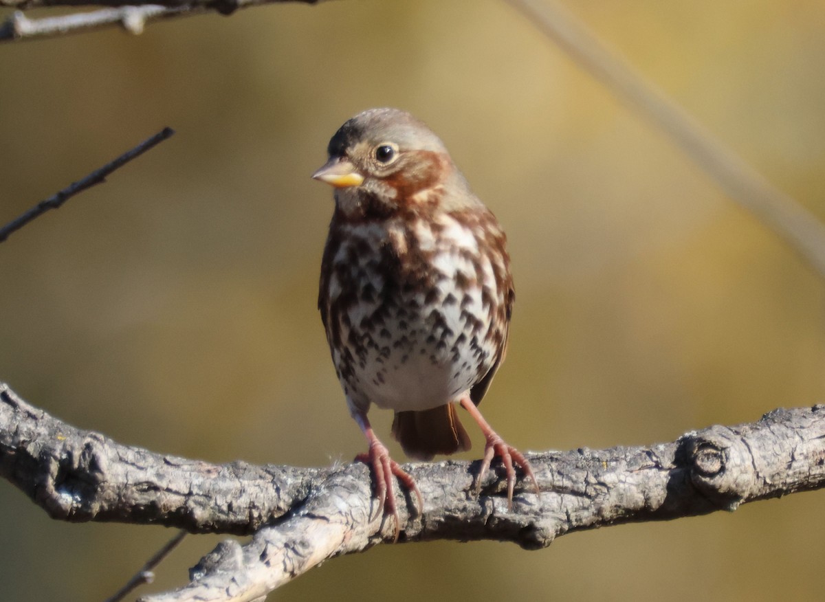 Fox Sparrow (Red) - ML625183363