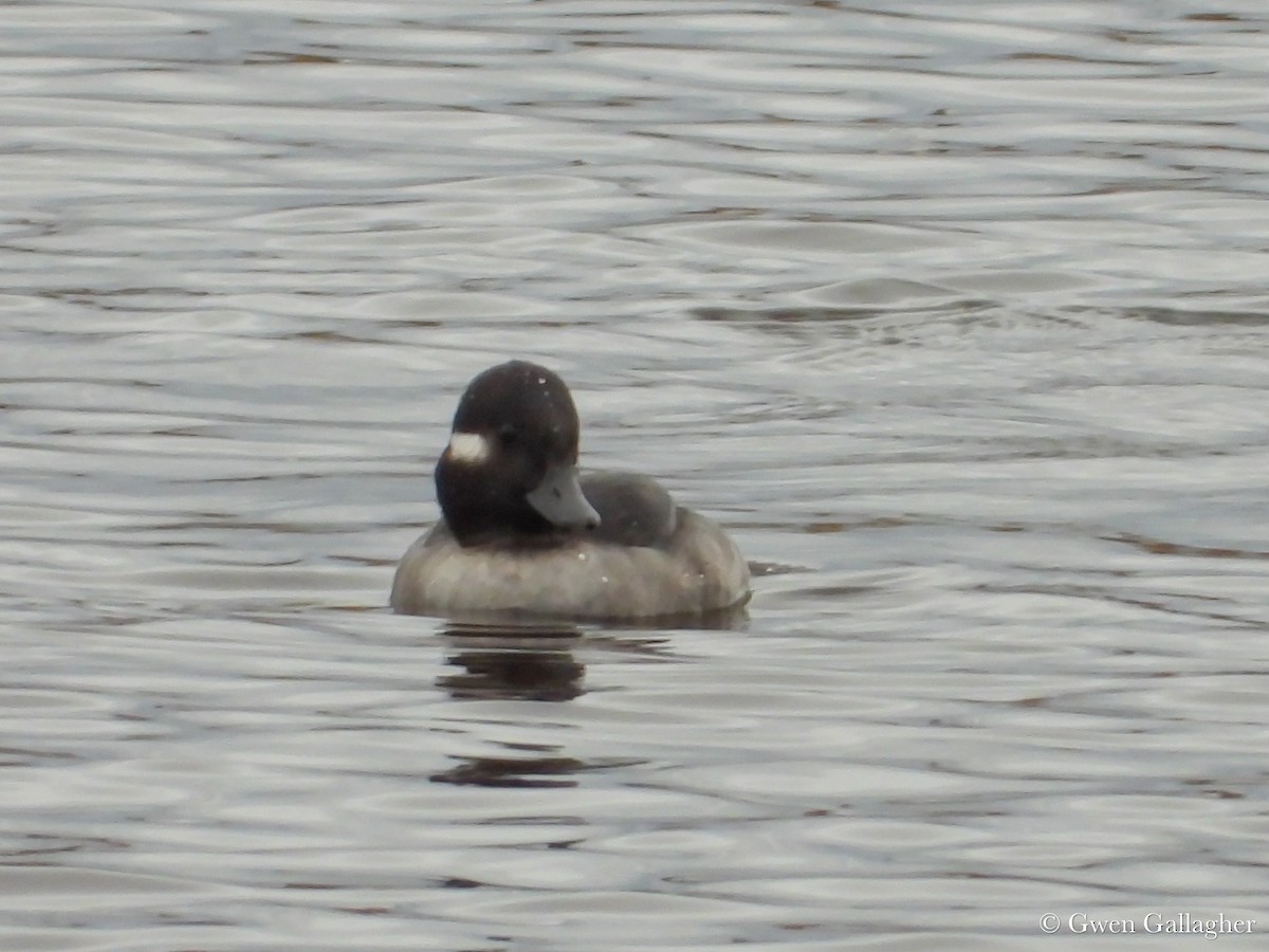 Bufflehead - ML625183366