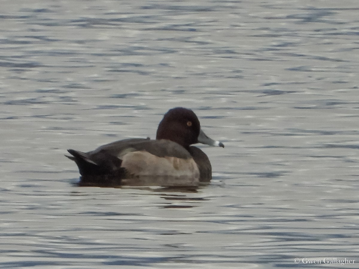 Redhead x Ring-necked Duck (hybrid) - ML625183367