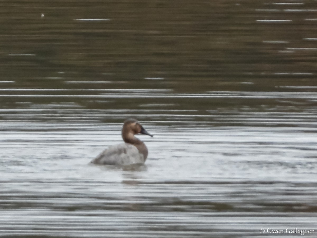 Canvasback - ML625183368