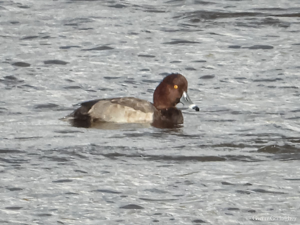 Redhead x Ring-necked Duck (hybrid) - ML625183369