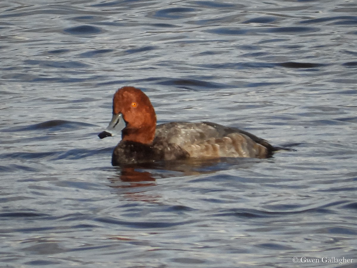 Redhead - ML625183370
