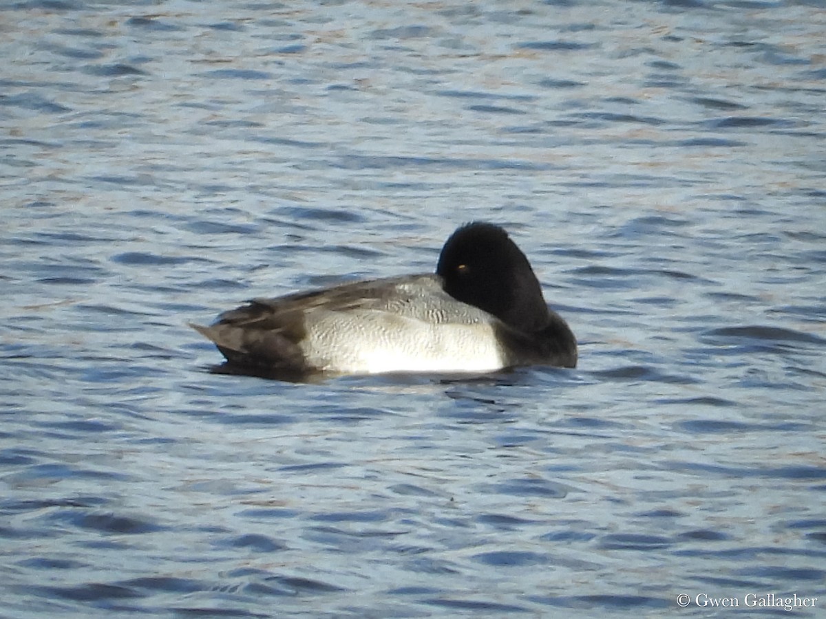 Lesser Scaup - ML625183371