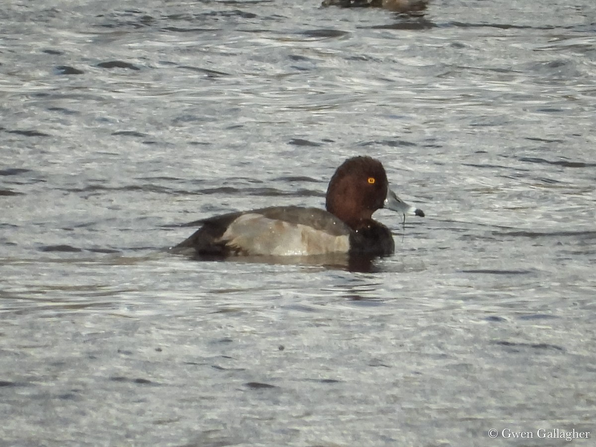 Redhead x Ring-necked Duck (hybrid) - ML625183372