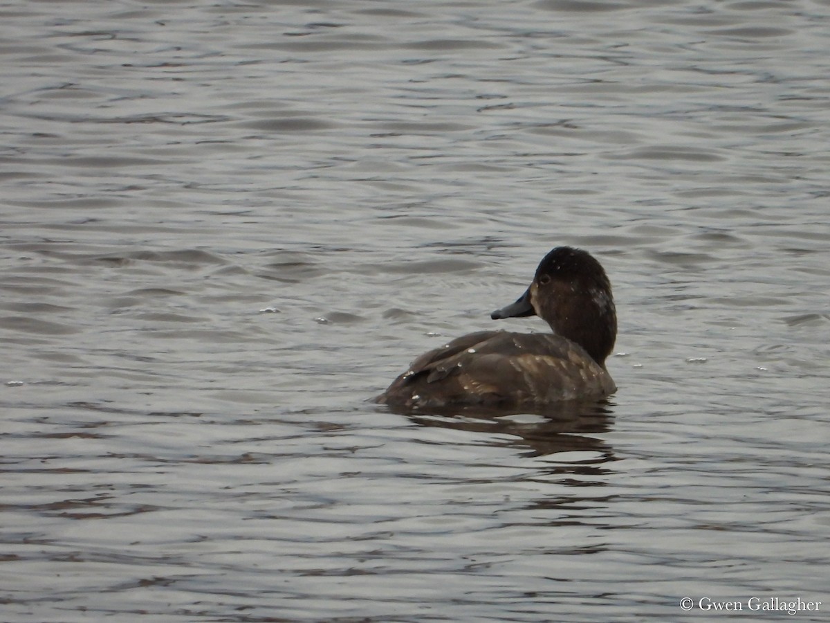 Lesser Scaup - ML625183374
