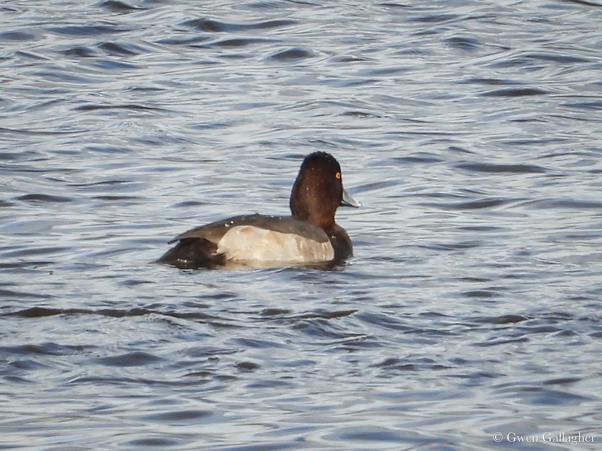 Redhead x Ring-necked Duck (hybrid) - ML625183375
