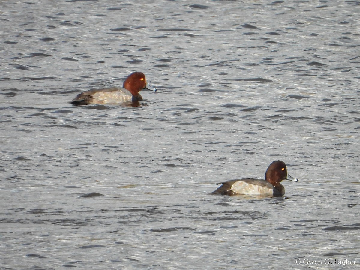Redhead x Ring-necked Duck (hybrid) - ML625183376