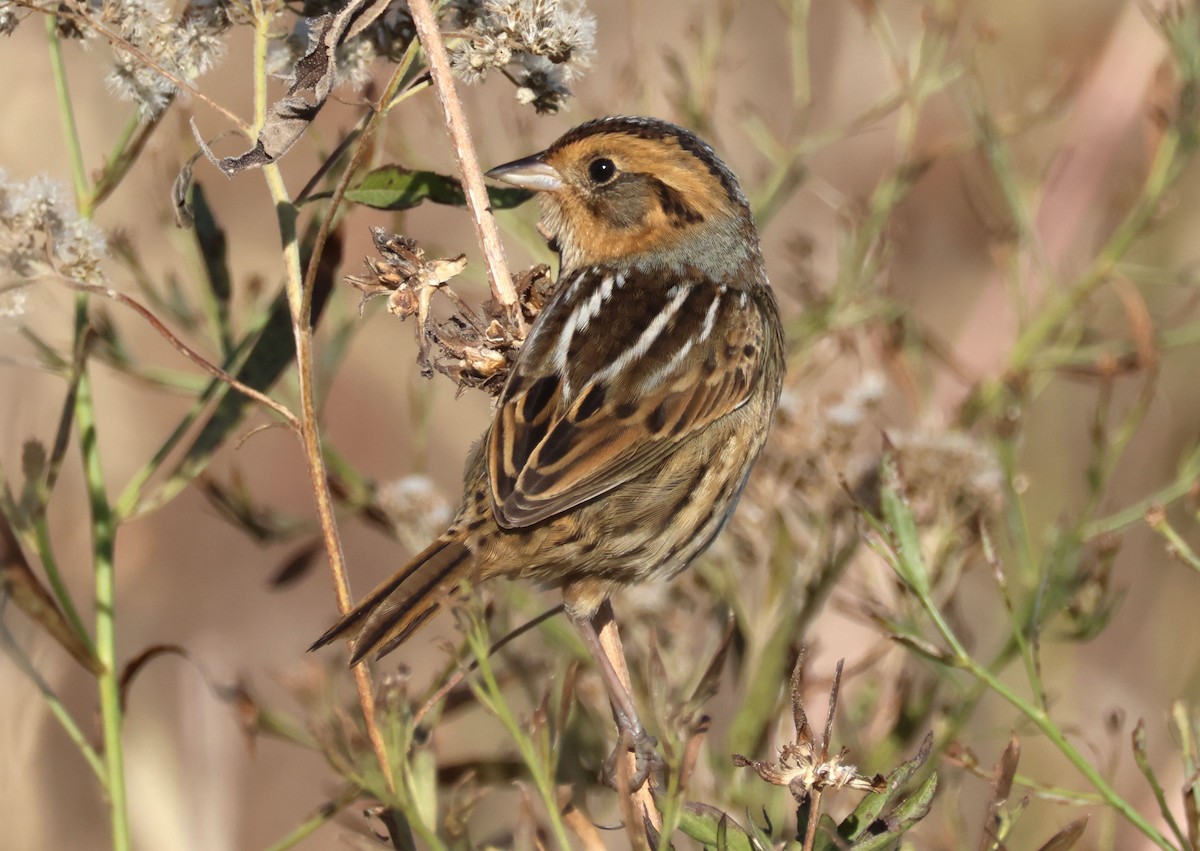 Nelson's Sparrow - ML625183377