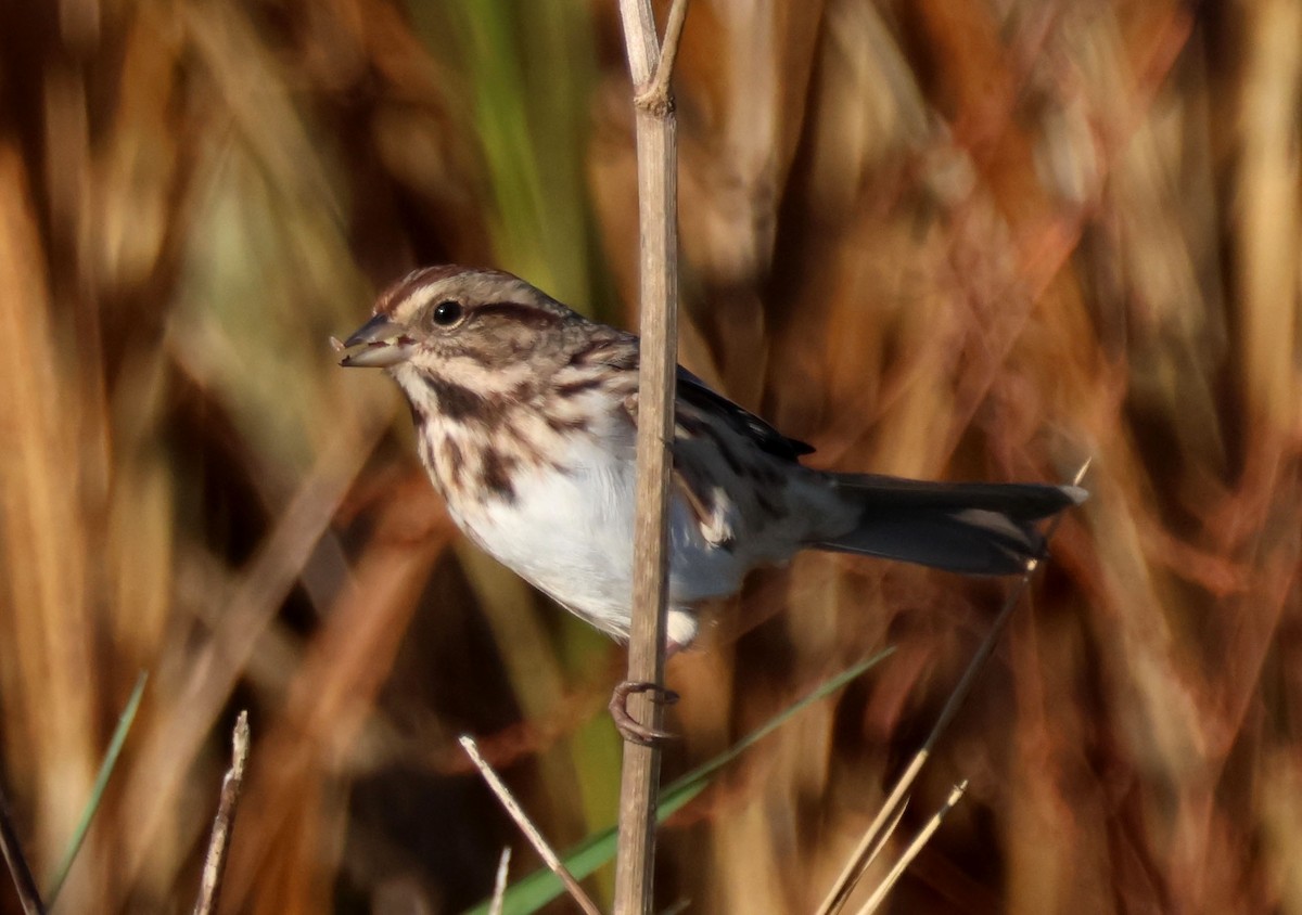 Song Sparrow - ML625183379