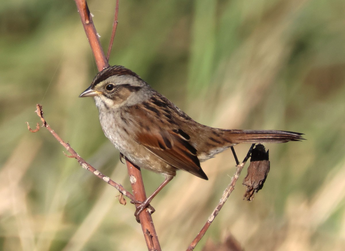 Swamp Sparrow - ML625183387