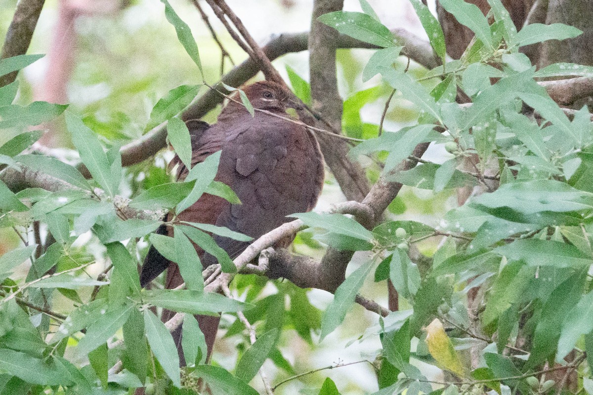 Brown Cuckoo-Dove - Jan Lile