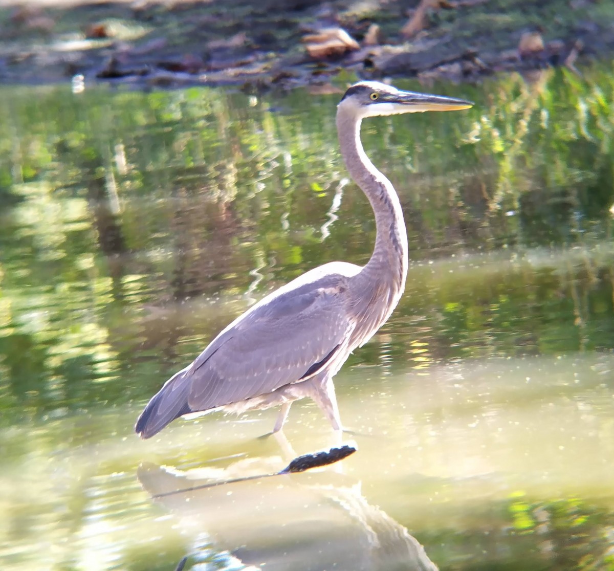 Great Blue Heron - ML625183554