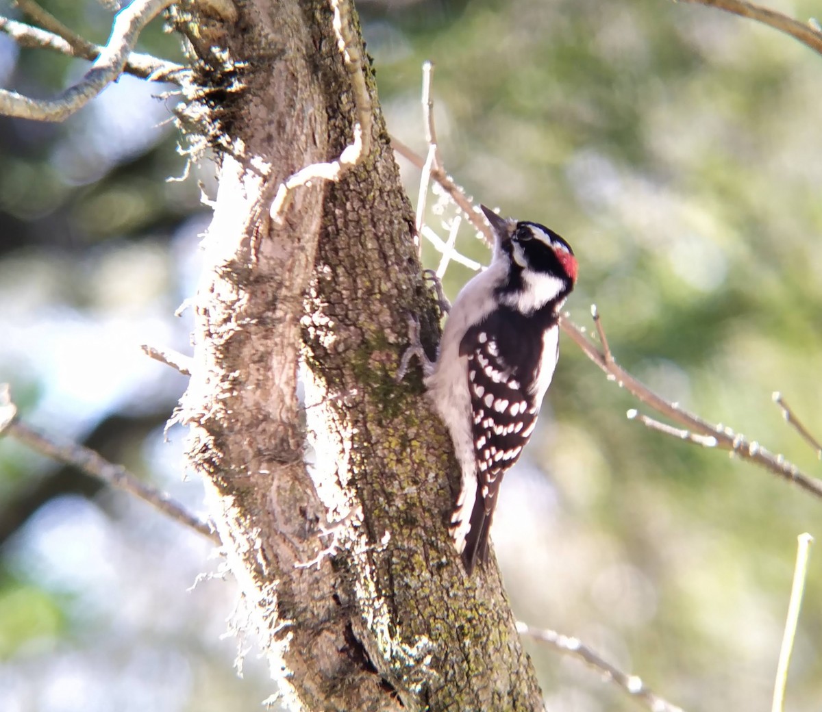 Downy Woodpecker - ML625183558