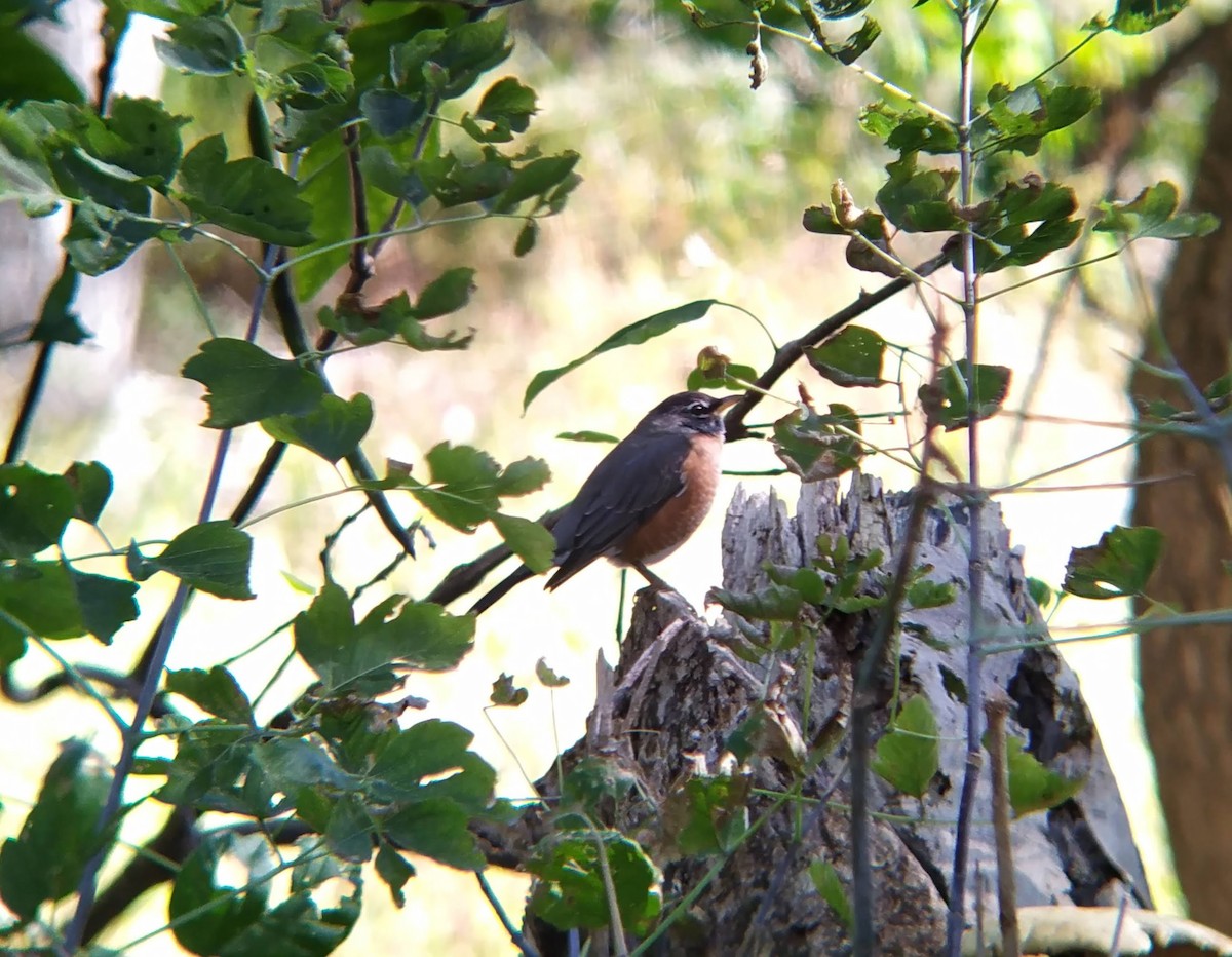 American Robin - ML625183566