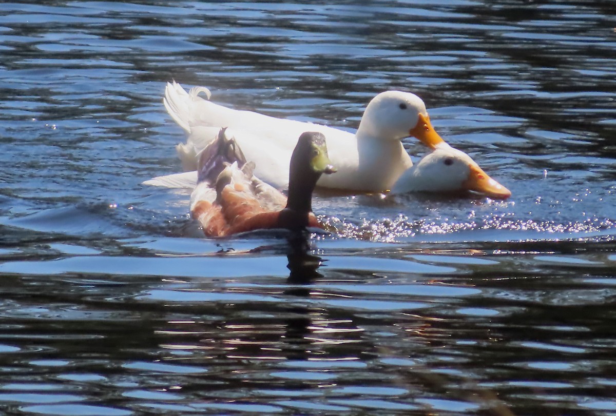 Mallard (Domestic type) - ML625183633