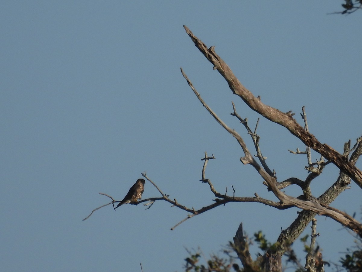 Хайргууна шонхор - ML625183656