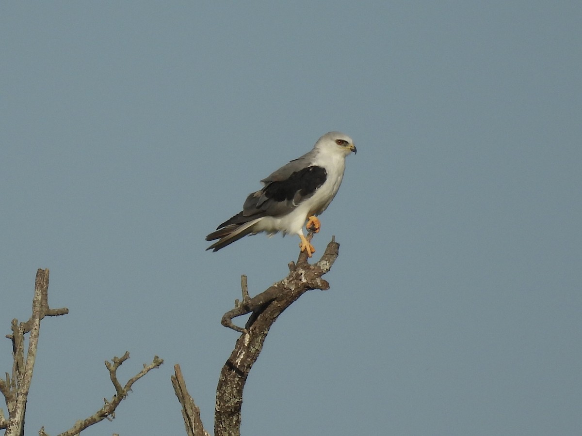 White-tailed Kite - ML625183683