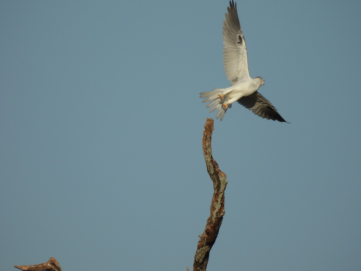 White-tailed Kite - ML625183684