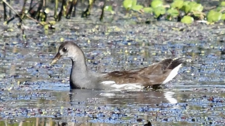Common Gallinule - ML625183720