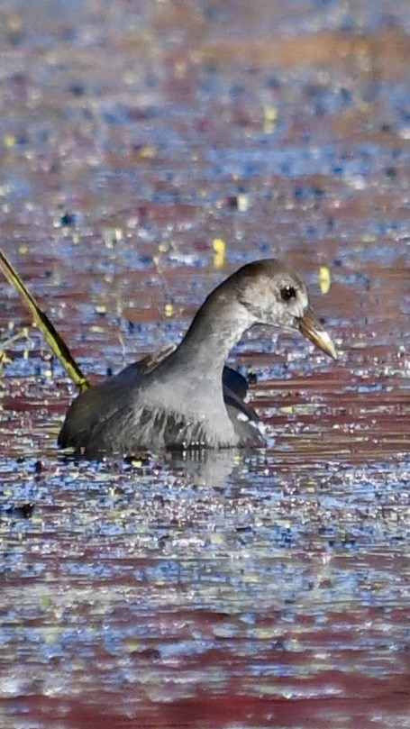 Common Gallinule - ML625183721