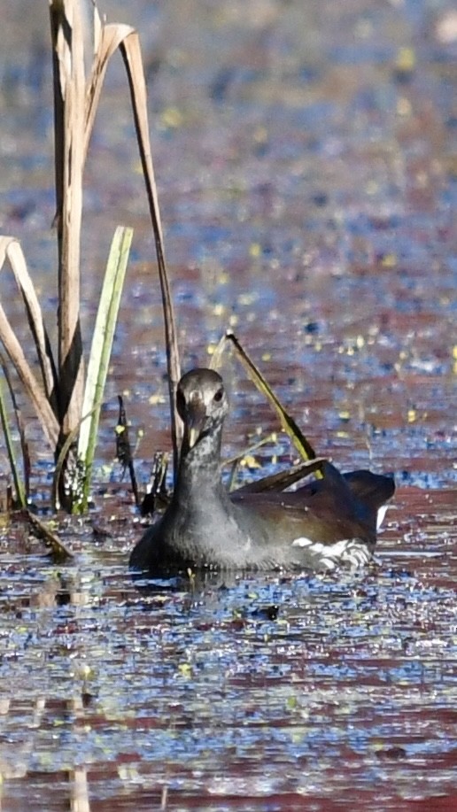 Common Gallinule - ML625183722