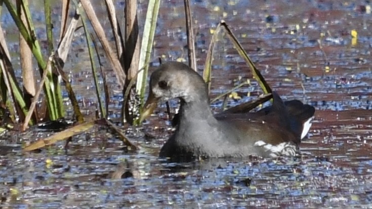 Common Gallinule - ML625183723