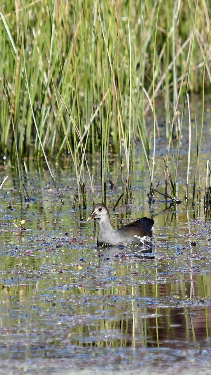 Common Gallinule - ML625183724