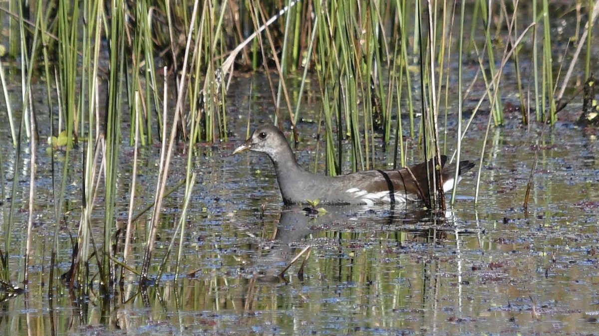 Common Gallinule - ML625183725