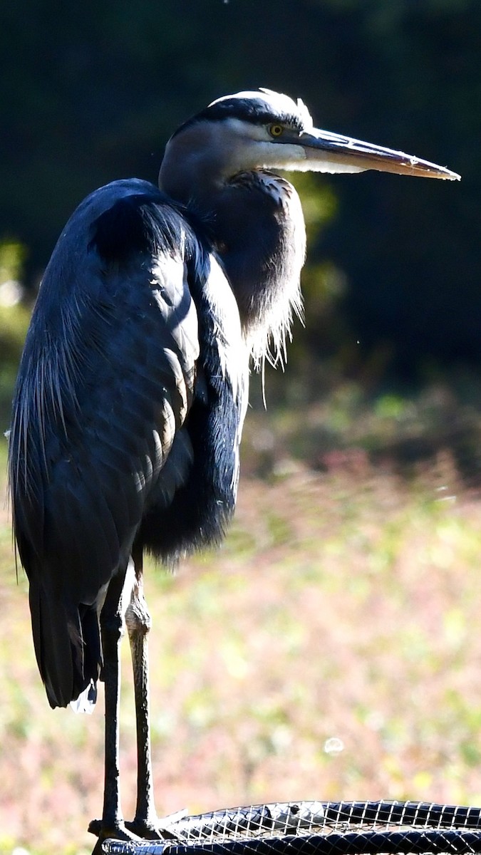 Great Blue Heron - ML625183781