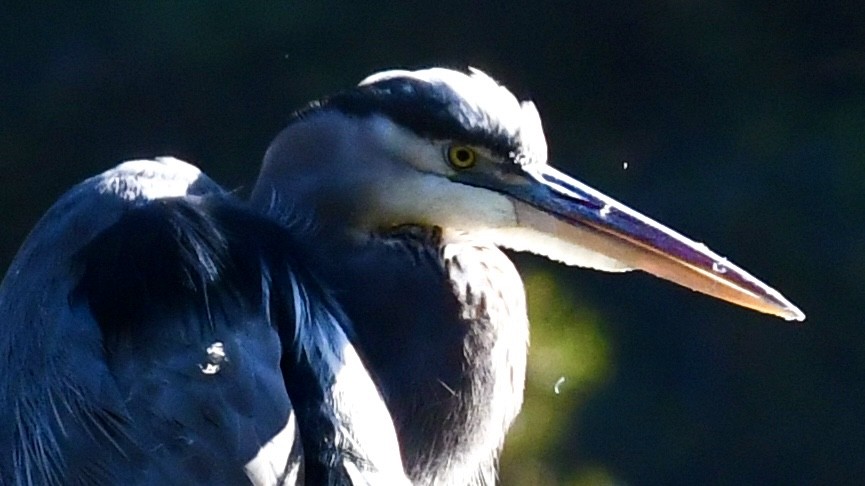 Great Blue Heron - ML625183782