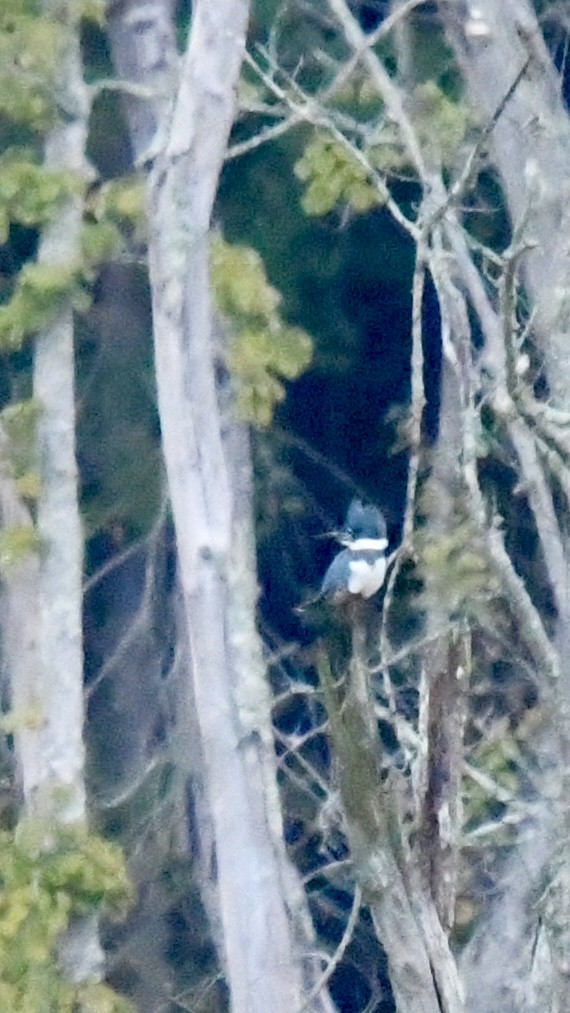 Belted Kingfisher - ML625183800