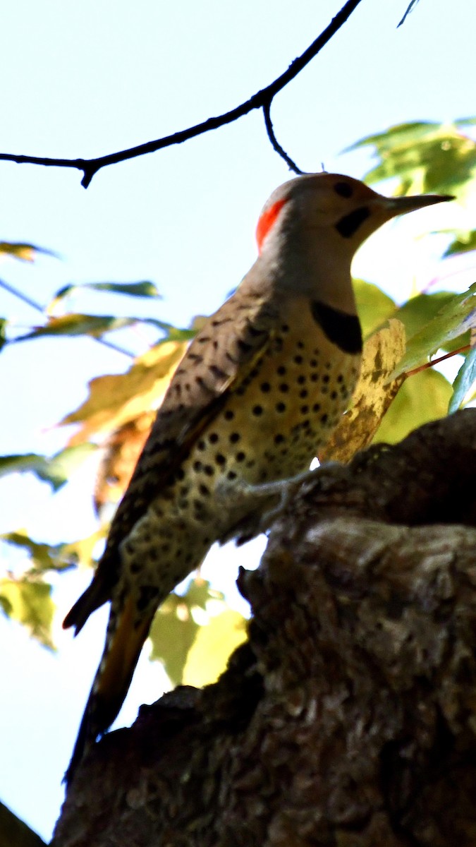 Northern Flicker - ML625183822