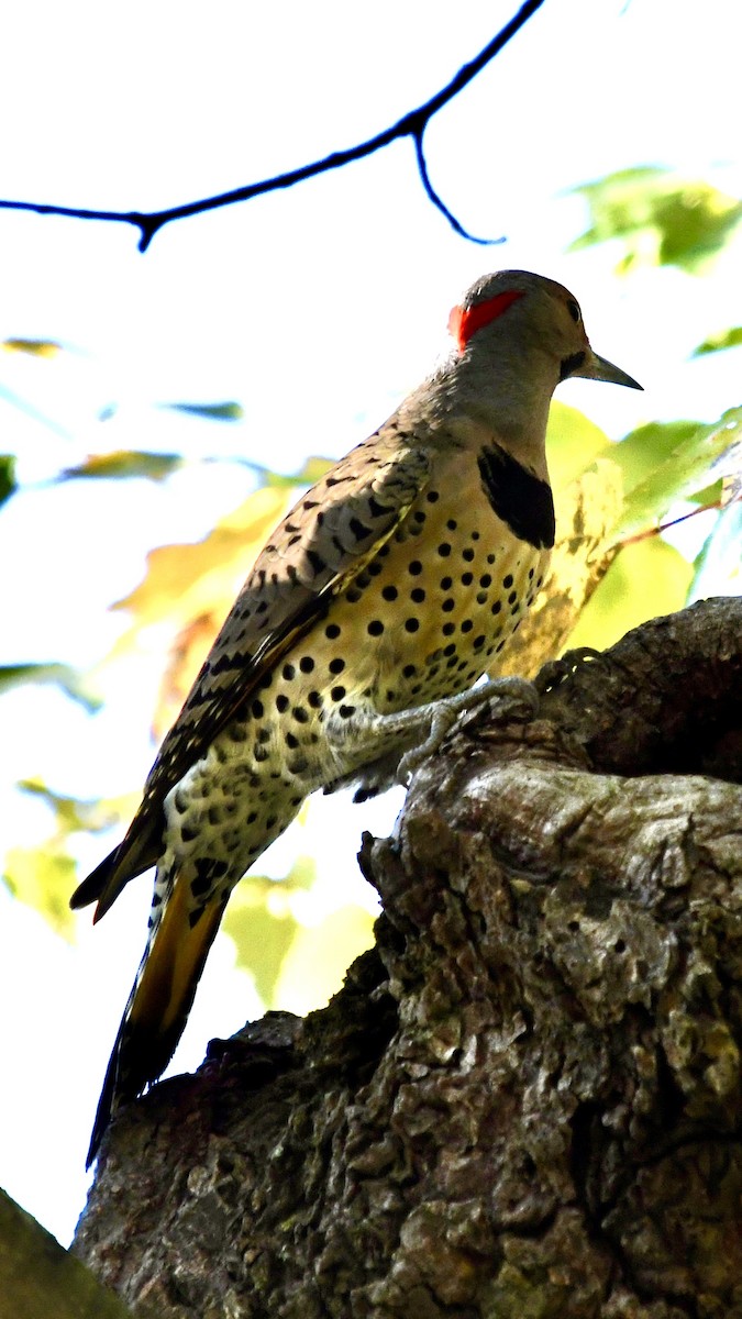 Northern Flicker - ML625183823