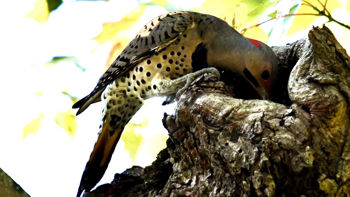 Northern Flicker - ML625183824