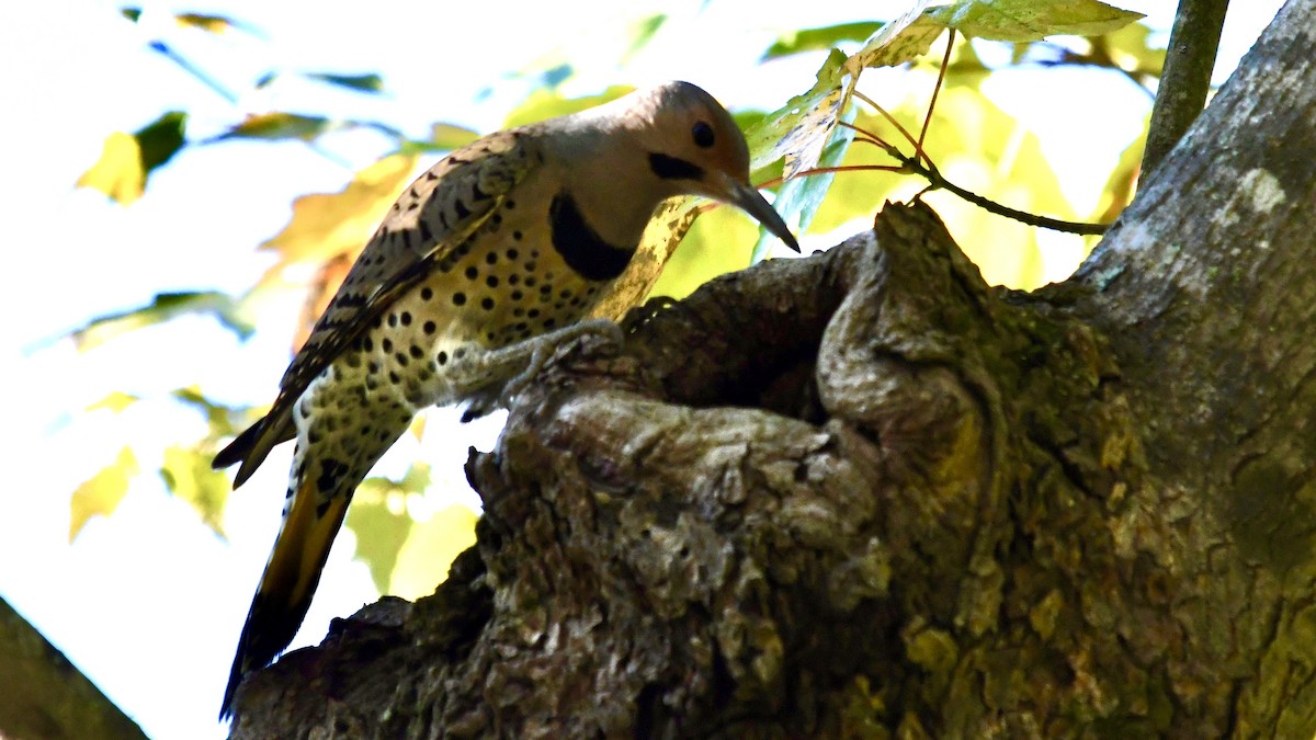Northern Flicker - ML625183825