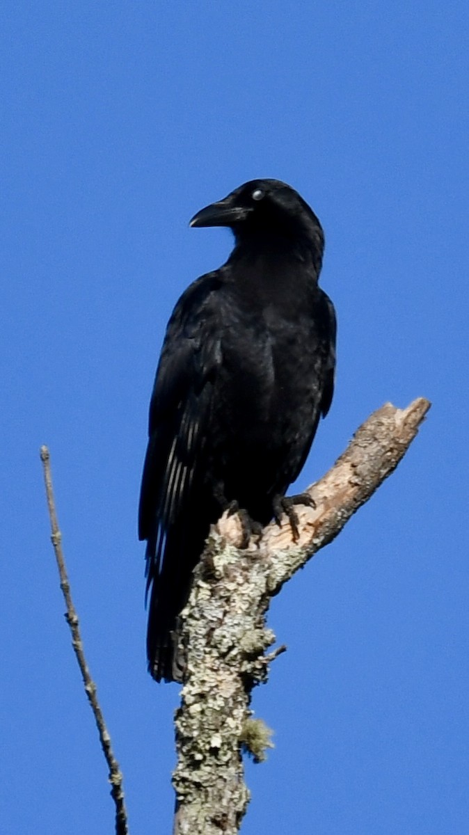 American Crow - ML625183828