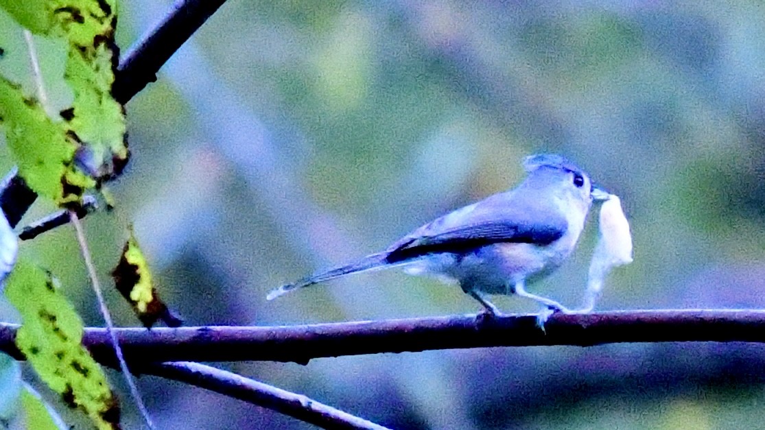 Tufted Titmouse - ML625183832