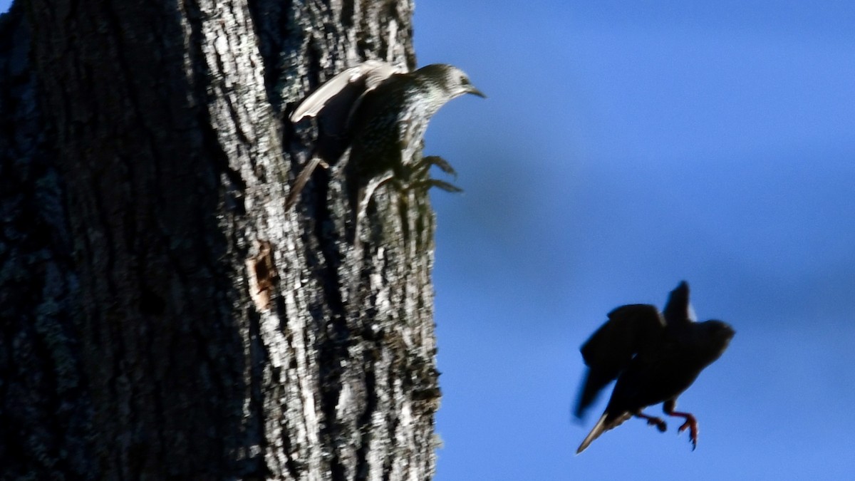 European Starling - ML625183840