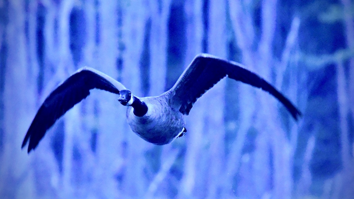 Canada Goose - ML625183878