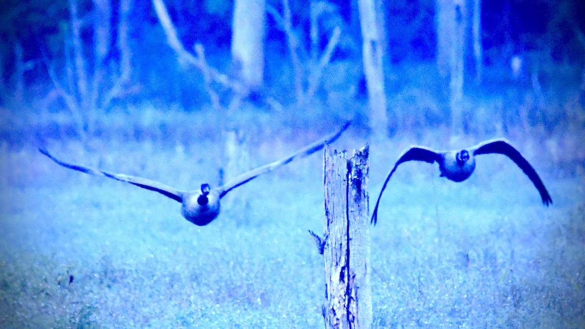 Canada Goose - ML625183879