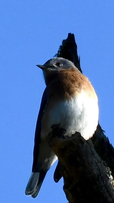 Eastern Bluebird - ML625183898