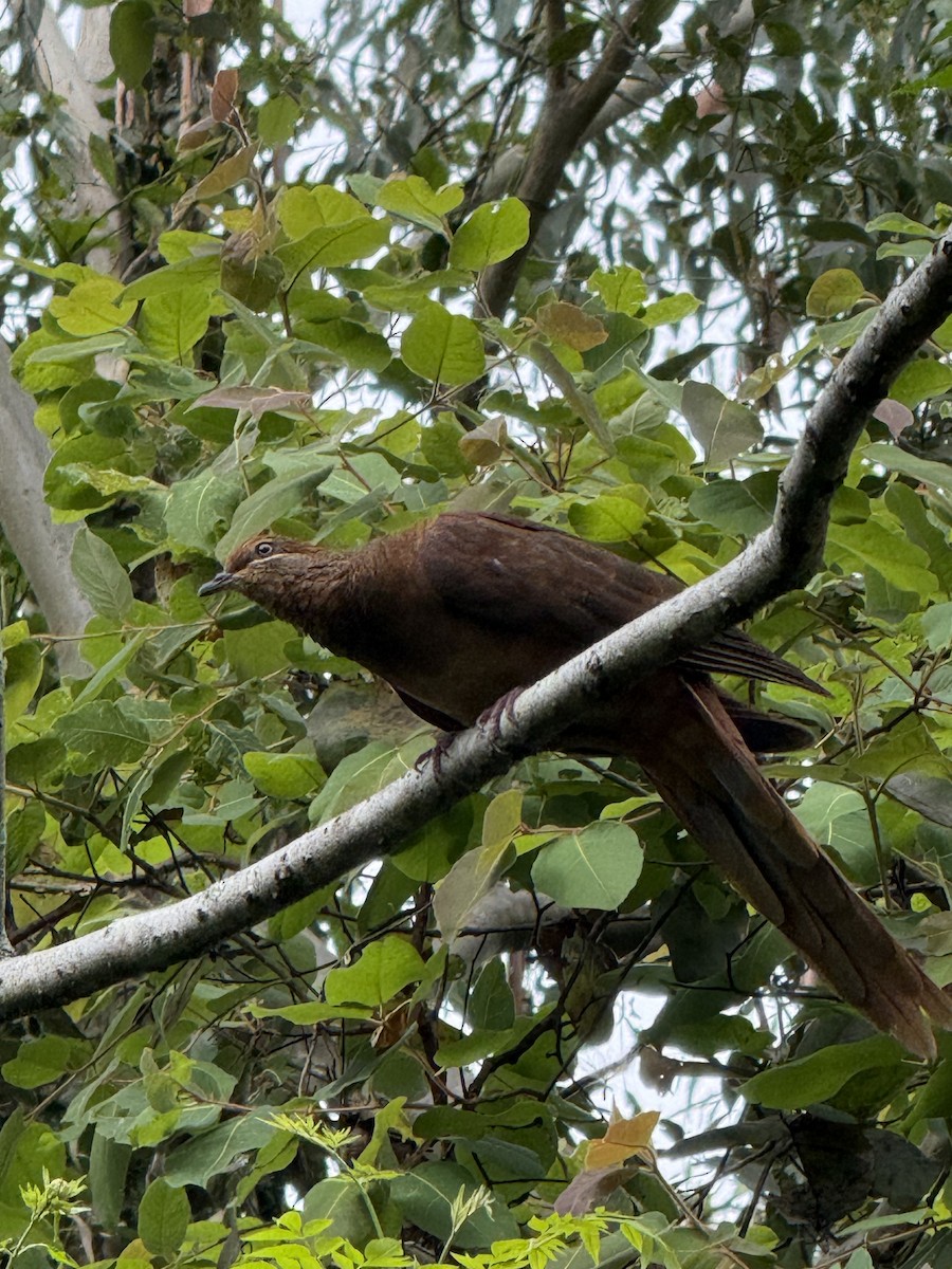 Brown Cuckoo-Dove - ML625183899