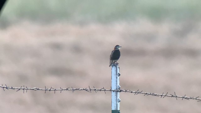 Chestnut-collared Longspur - ML625183996