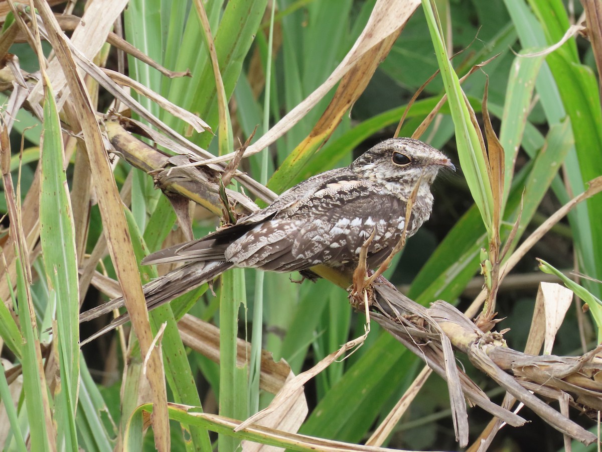 Ladder-tailed Nightjar - ML625184154