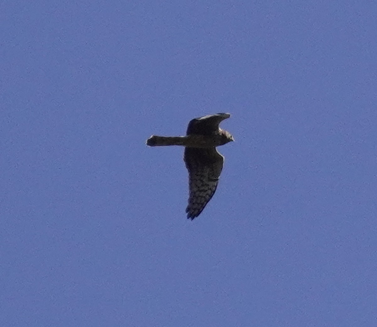 Northern Harrier - ML625184214