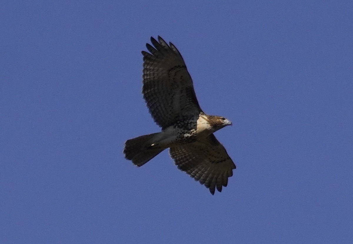 Red-tailed Hawk - ML625184217